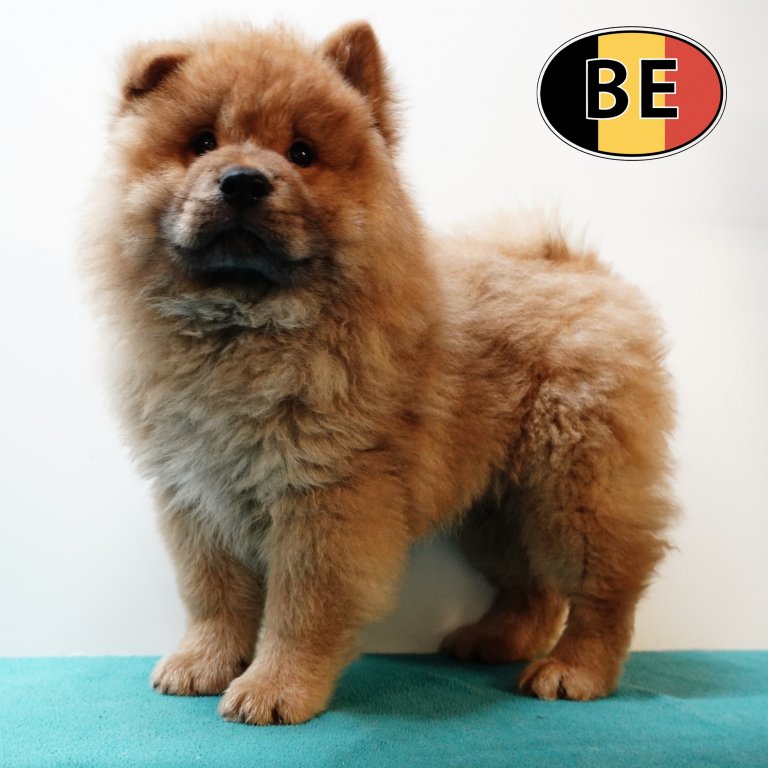 Chow Chow M 010525 (BE4598) 090725.JPG
