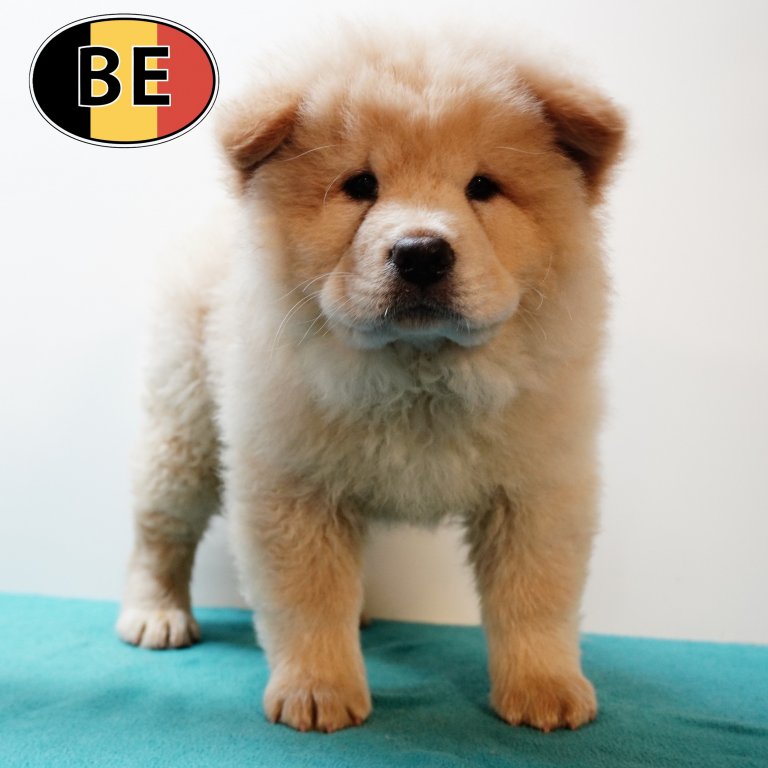Chow Chow M 010525 (BE4676) 090725.JPG