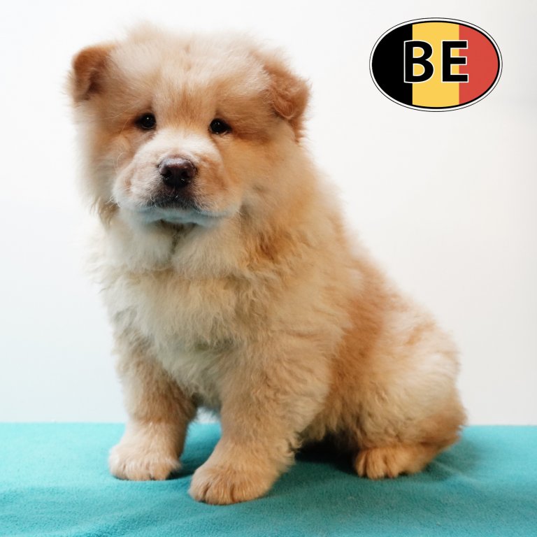 Chow Chow M 010525 (BE5162) 090725.JPG