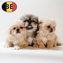 Pekingees (BE) 090725.JPG
