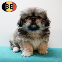 Pekingees M 090525 (BE5176) 090725.JPG