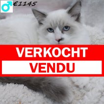 Ragdoll 080125 M(CZ3676) 110625 verkocht - vendu.jpg