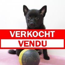 schipperke 250425 F (BE3037) 270625 verkocht - vendu.jpg
