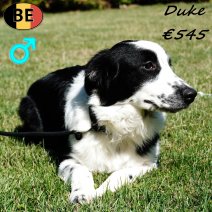 Australische Herder Duke 150125 M(BE9953) 110725.jpg