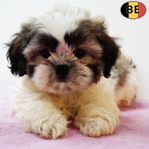 Shih Tzu 110525 F(BE6795) 110725.jpg