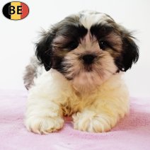 Shih Tzu 110525 F(BE6796) 110725.jpg