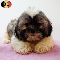 Shih Tzu 110525 F(BE6806) 110725.jpg