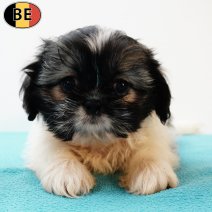 Shih Tzu 110525 M(BE6800) 110725.jpg
