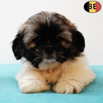 Shih Tzu 110525 M(BE6545) 110725.jpg