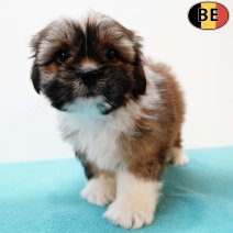 Shih Tzu 050525 M(BE0580) 110725.jpg