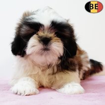 Shih Tzu 050525 F(BE9805) 110725.jpg