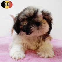 Shih Tzu 050525 F(BE0608) 110725.jpg