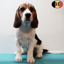 Beagle 190425 M(BE6623) 110725.jpg