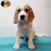 Beagle 190425 M(BE6595) 110725.jpg