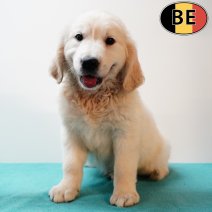 Golden Retriever 080525 M(BE0305) 110725.jpg