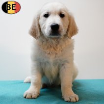 Golden Retriever 080525 M(BE0663) 110725.jpg