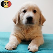 Golden Retriever 080525 M(BE6595) 110725.jpg