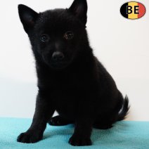 Schipperke 150525 M(BE6618) 110725.jpg