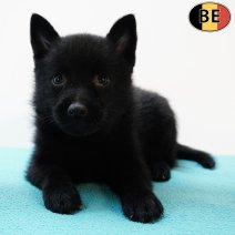 Schipperke 150525 M(BE6651) 110725.jpg