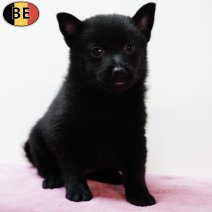 Schipperke 150525 F(BE6570) 110725.jpg