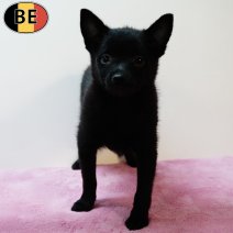 Schipperke 150525 F(BE6671) 110725.jpg