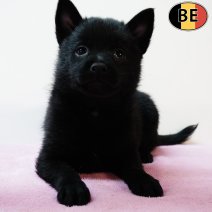 Schipperke 150525 F(BE6545) 110725.jpg