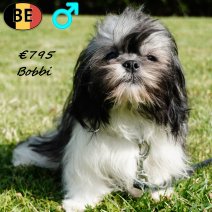 Shih Tzu Bobbi 240125 M(BE2935) 090725.jpg