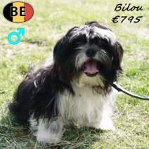 Shih Tzu Bilou 240125 M(BE2896) 090725.jpg