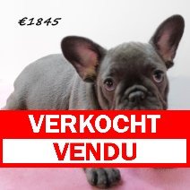 Franse Bulldog F 100325 (HU1302) 250625 verkocht - vendu.jpg