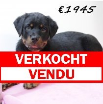 Rottweiler F 280225 (HU1248) 250625 verkocht - vendu.jpg