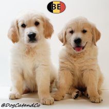 Golden Retriever pup (BE) 110725.jpg