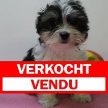 biewer yorkshire 170425  F (BE4873) 270625 Verkocht - Vendu.jpg