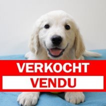 golden retriever  290425 M (BE6591) 270625 Verkocht - Vendu.jpg