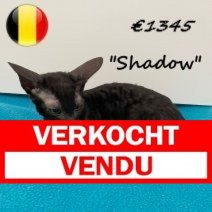 Cornish Rex 100325 M (BE6730) 030625 Verkocht - Vendu.jpg
