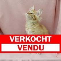 Maine Coon 060325 F(HU5522) 260625 Verkocht - Vendu.jpg