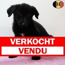 Duitse Herder 070525 F(BE2963) 110725 Verkocht - Vendu.jpg