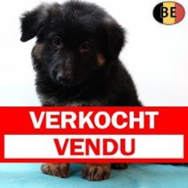 Duitse Herder 070525 M(BE6913) 110725 Verkocht - Vendu.jpg