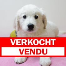 golden retriever  290425 F(BE6566) 270625 Verkocht - Vendu.jpg