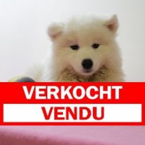 Samojeed F 250425 (BE5329) 250625 Verkocht - Vendu.jpg