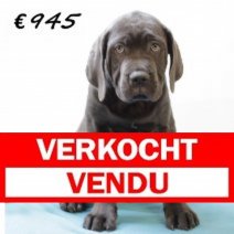 X American XXL Bully M 050325 (HU1289) 250625 Verkocht - Vendu.jpg