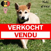 Shiba Inu Yuki 210325 F(BE6621) 110725 verkocht - vendu.jpg