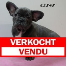 Franse Bulldog F 100325 (HU1301) 250625 Verkocht - Vendu.jpg