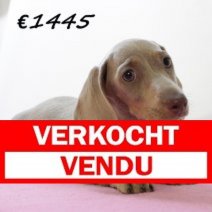 Teckel F 080325 (HU1298) 250625 Verkocht - Vendu.jpg