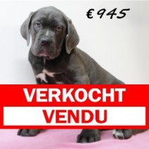 X American XXL Bully F 050325 (HU1291) 250625 Verkocht - Vendu.jpg