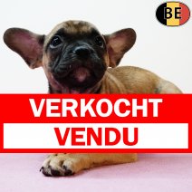 Franse Bulldog 150425 F(BE3954) 020725  verkocht - vendu.jpg
