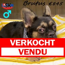 franse bulldog fluffy Brutus M 231224 (SK5242) 070725 verkocht - vendu.jpg