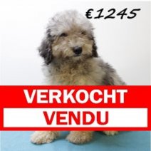 Aussiedoodle M 280225 (HU1227) 250625 Verkocht - Vendu.jpg