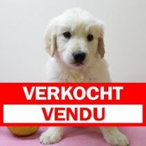 golden retriever  290425 F(BE6558) 270625 Verkocht - Vendu.jpg