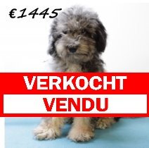 Aussiedoodle M 280225 (HU1223) 250625 verkocht - vendu.jpg