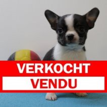 Chihuahua M 170425 (BE6922) 200625 Verkocht - Vendu.jpg